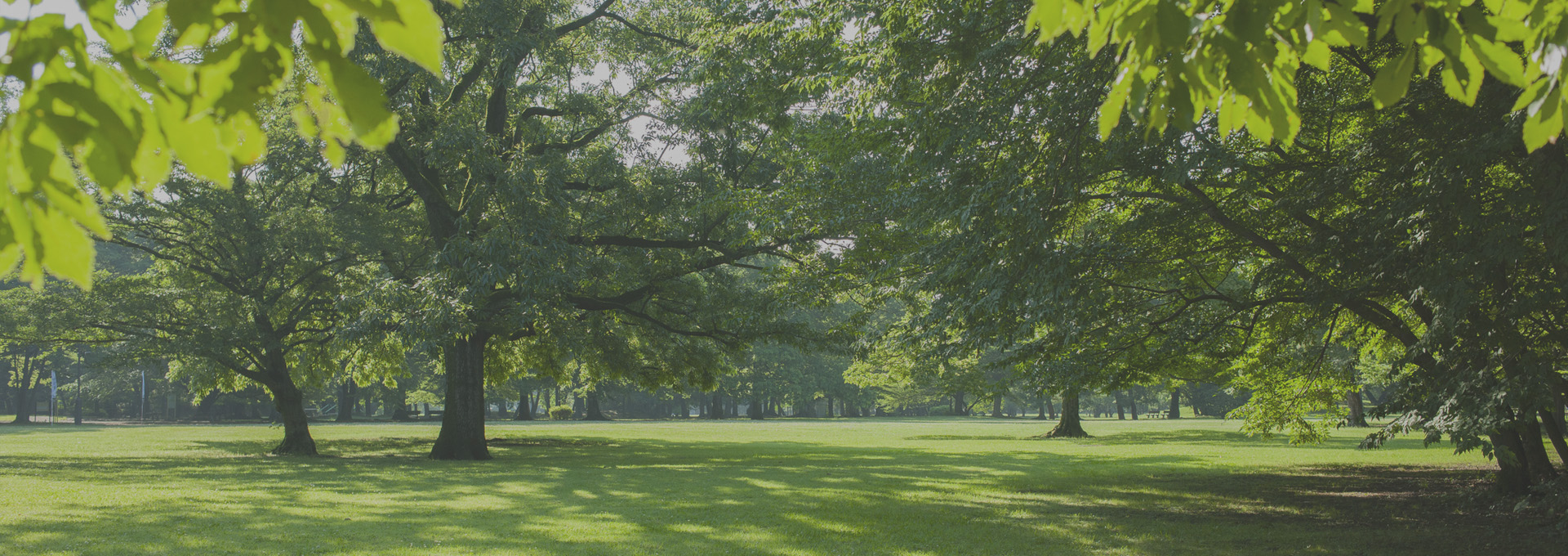 医師は重症筋無力症をどのように診断しますか?